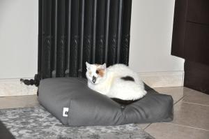 Pourquoi les chiens et les chats n&rsquo;aurait pas le droit au m&ecirc;me confort que nous&nbsp;?

Avec nos sofas dog, plus question de d&eacute;roger